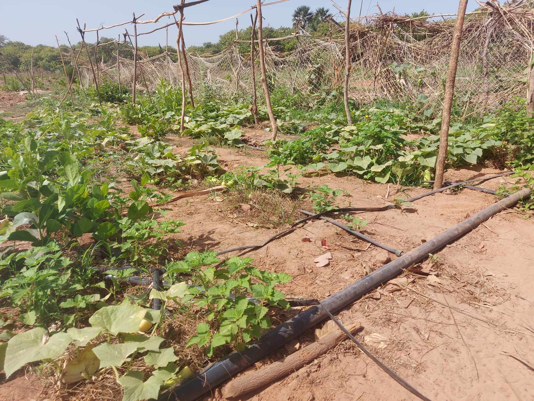 Sustainable Agriculture in Senegal
